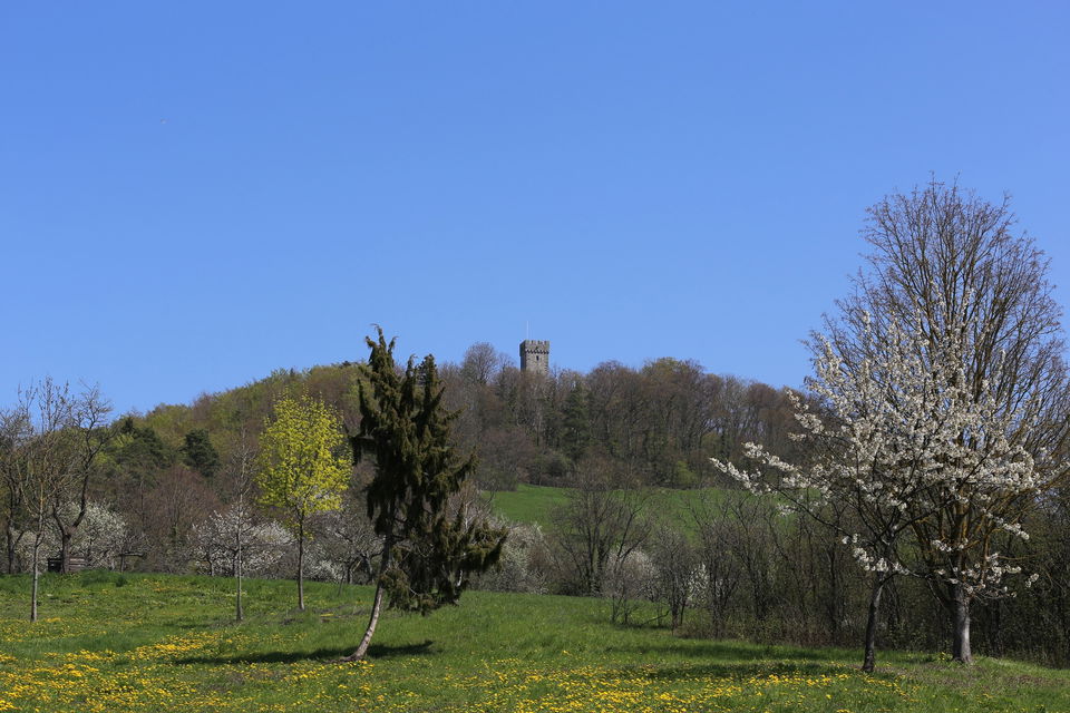 Weilerburgrunde im Rammert: Waldspazierwanderung ab Schadenweilerhof