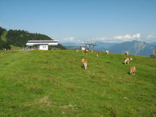 Weidende Kühe auf grünem Hügel mit Seilbahn-Bahnhof im Hintergrund.