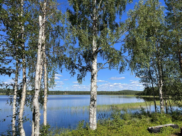 Blick zwischen Birken auf einen See im sommerlichen Lappland.