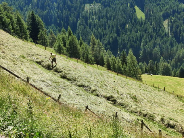 Bergmahd auf einem sonnigen Wiesenhang in Navis