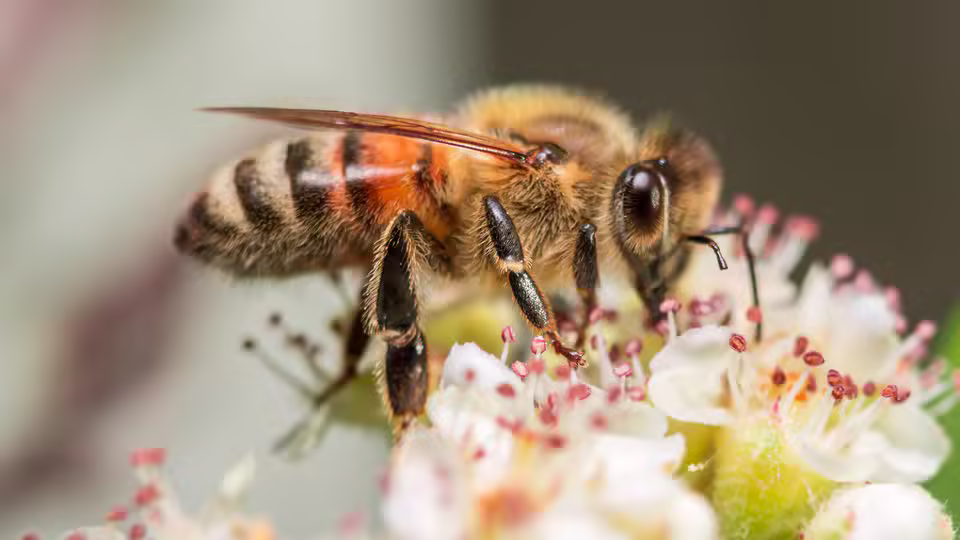 Symbolbild: Honigbiene auf einer Blüte. Keine Originalaufnahme des Anbieters.
