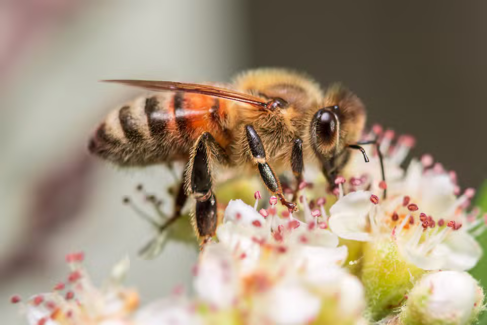 Tiroler Bienenladen Imst – Honig, Bienenwachs und Imkerwissen