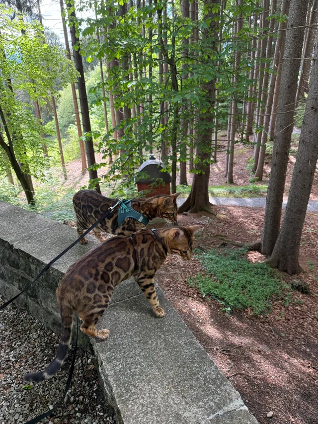 Zwei bengalische Katzen mit Halsbändern auf einem Steinbalkon im Wald