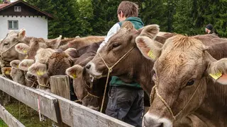 Viehscheid im Kleinwalsertal 2026: Tradition, Termin & alle Infos