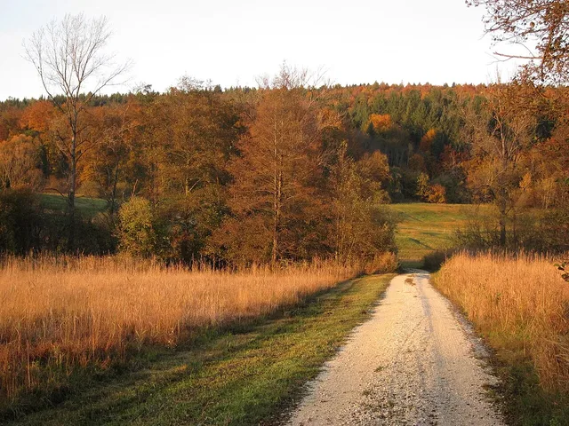 Weg im östlichen Mindelseegebiet im Herbst; Landschaftseindruck, nicht als exakter Abschnitt des Radtracks ausgewiesen.