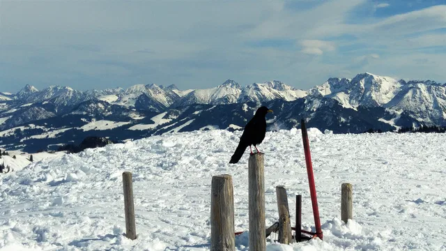 Schwarzer Vogel auf Holzpfosten im verschneiten Bergland