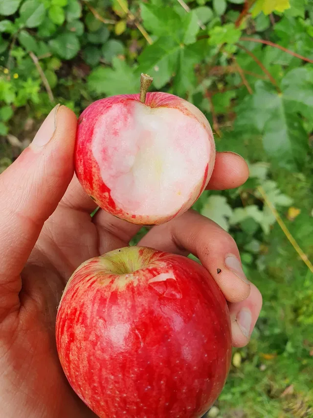 Person hält zwei rote Äpfel, einer ist teilweise abgebissen.