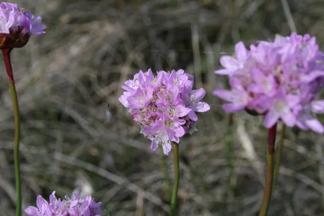 Pink-violette Blütencluster auf dünnen Stängeln in einer grasigen Umgebung.