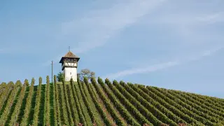Genusswandern am Bodensee: Apfel-, Wein- und Hopfenwege