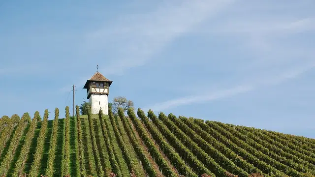 Weinberge bei Haltnau auf der Runde zwischen Meersburg und Hagnau.