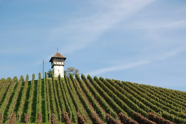 Weinberge und Turm bei Haltnau; Aufnahme als Landschaftseindruck entlang der Runde.
