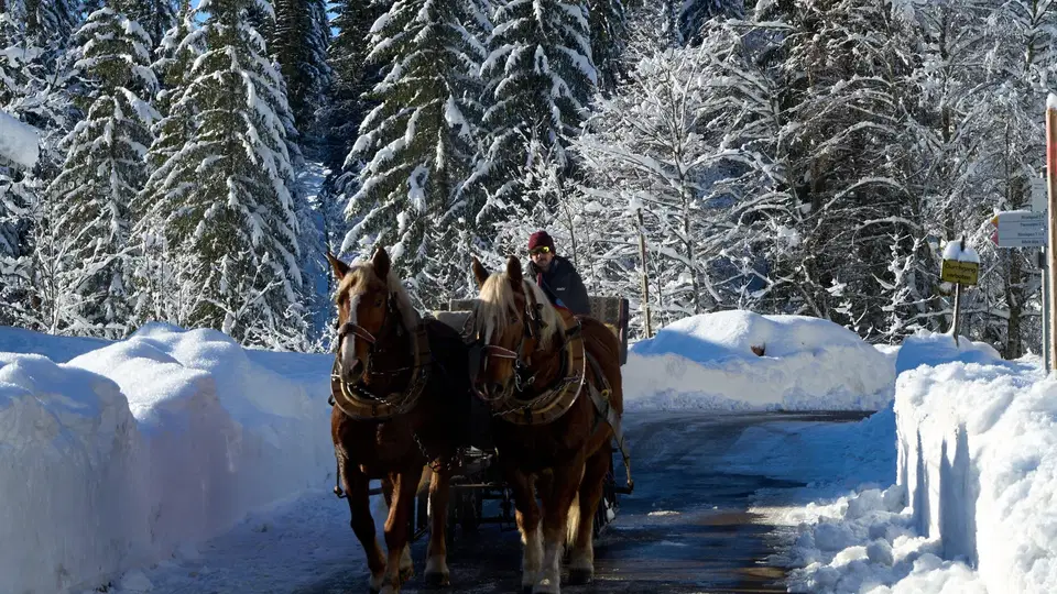 Zwei Pferde vor einem Wagen auf einem verschneiten Waldweg