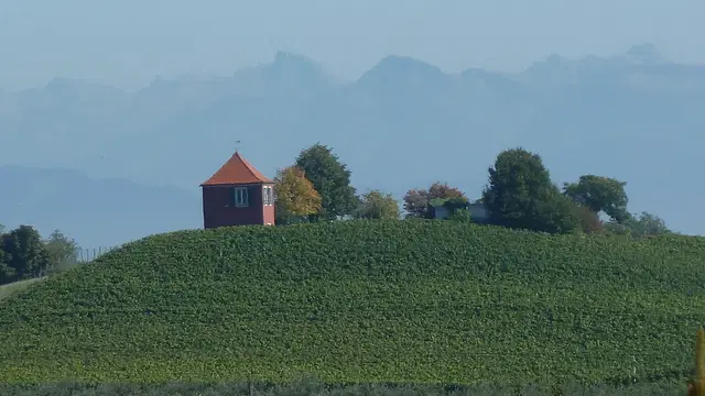 Weinreben am Hohberg bei Immenstaad vor dem Alpenpanorama. Aufnahme 2010.