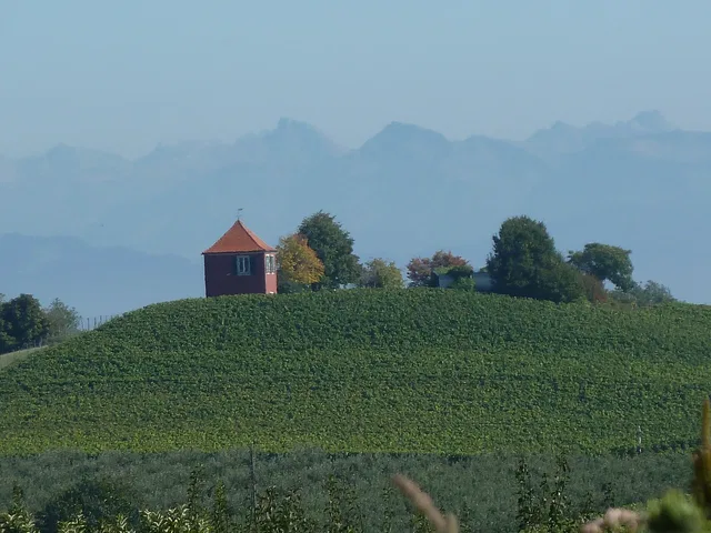 Weinberge am Hohberg Immenstaad mit Alpenpanorama