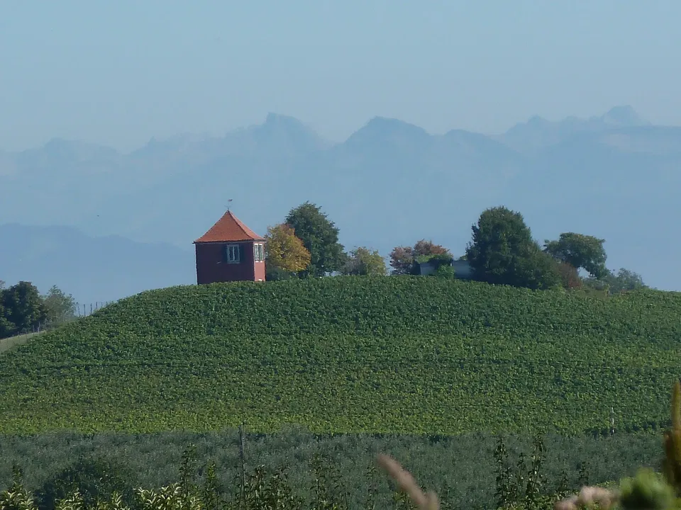 Hohberg Immenstaad – Aussicht zwischen Weinreben und Obstbäumen
