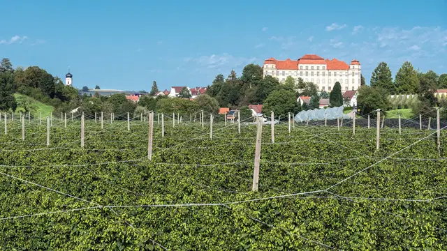 Hopfengärten bei Tettnang mit dem Neuen Schloss im Hintergrund.