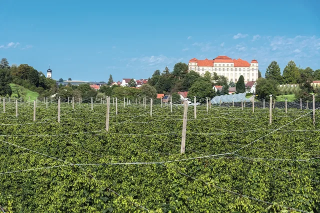Hopfengarten mit Blick auf das Neue Schloss in Tettnang