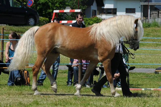 Braunes Pferd mit langer heller Mähne auf einer Wiese