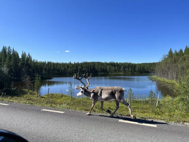 Rentier am Straßenrand vor einem See und Nadelwald.