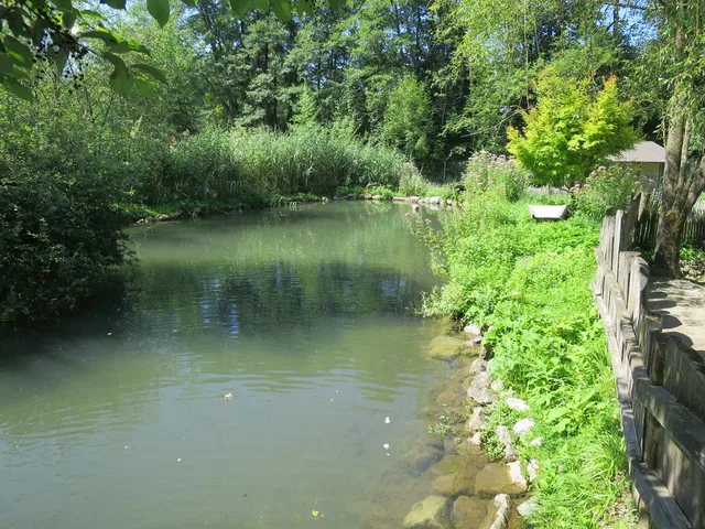 Bewachsener Teich mit Holzgeländer und Weg am Ufer