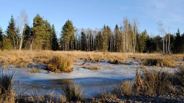 Winterliche Moorlandschaft im Werdensteiner Moos. Aufnahme vom 10. Dezember 2016.