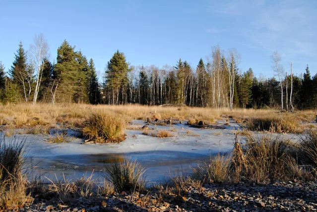 Winterliche Moorlandschaft mit Eisflächen, Grasbüscheln und Baumreihe am Horizont.