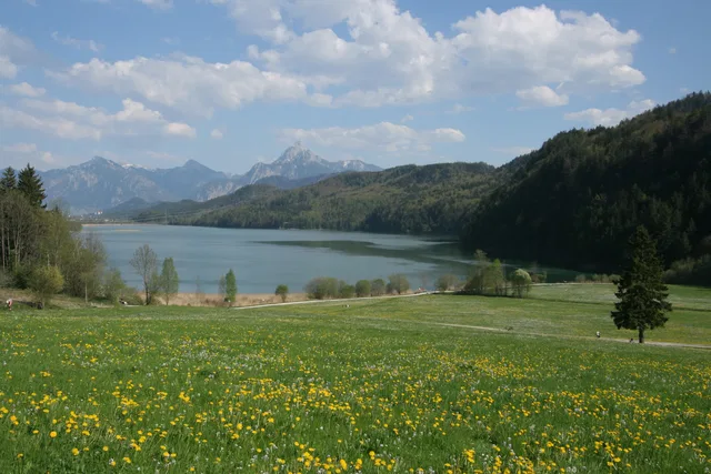 Landschaft mit See, Wiese voller gelber Blumen, Waldhügeln und Bergen im Hintergrund.