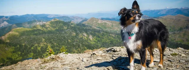 Schwarz-weiß-brauner Hund auf einem felsigen Aussichtspunkt