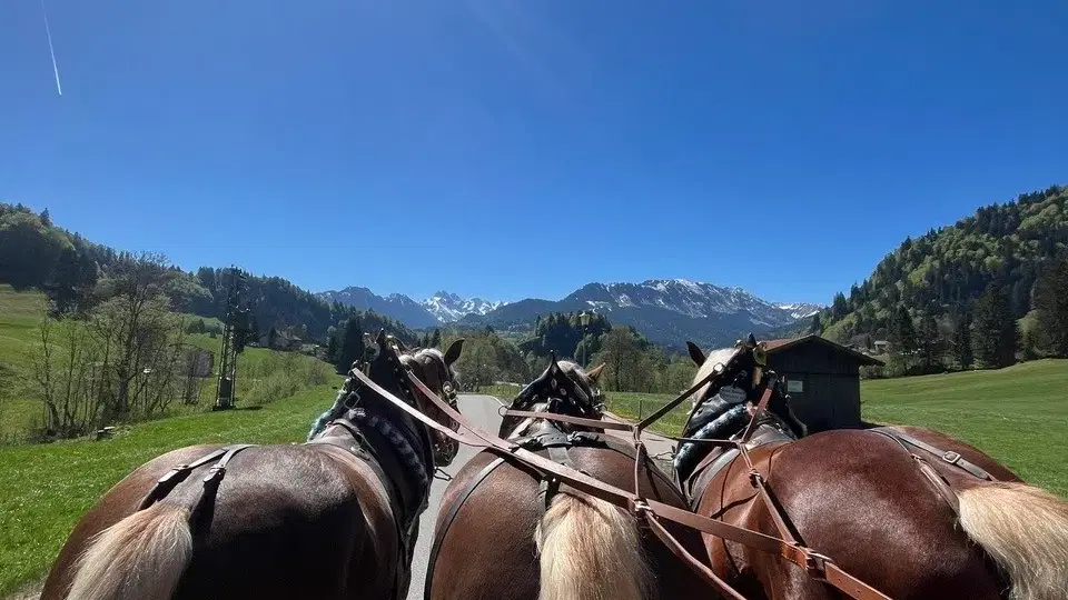 Blick von der Kutsche auf vier Pferde vor einer Berglandschaft