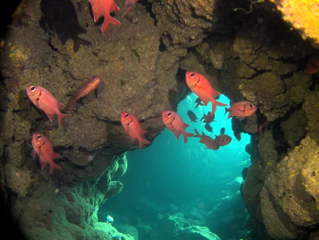 Unterwasseraufnahme mit Fischen aus der Galerie der Tauchschule Kroll
