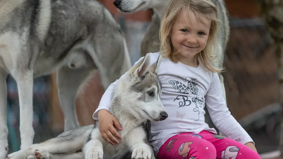 Mädchen sitzt mit einem Husky-Welpen auf einer Holzplattform; weitere Huskys stehen im Hintergrund.