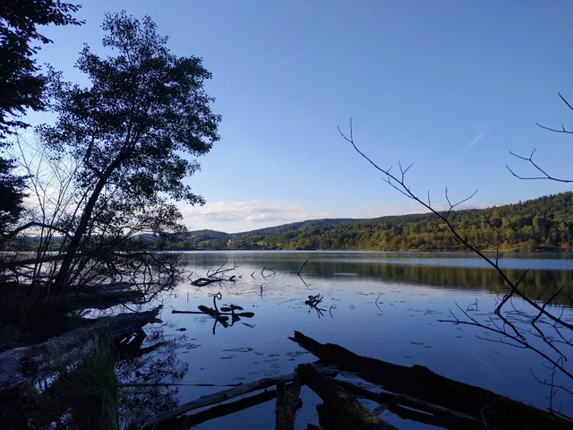 Uferlandschaft am See mit ruhigem Wasser, Bäumen am Ufer und Treibholz im Vordergrund.