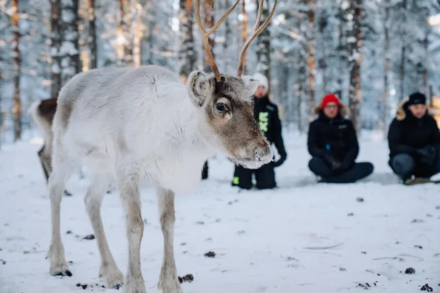 Rentier im verschneiten Wald mit Besuchern im Hintergrund