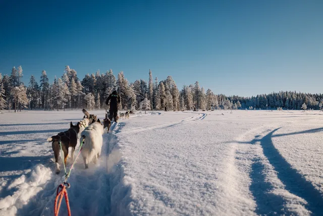 Hundegespann und Schlitten in der verschneiten Winterlandschaft