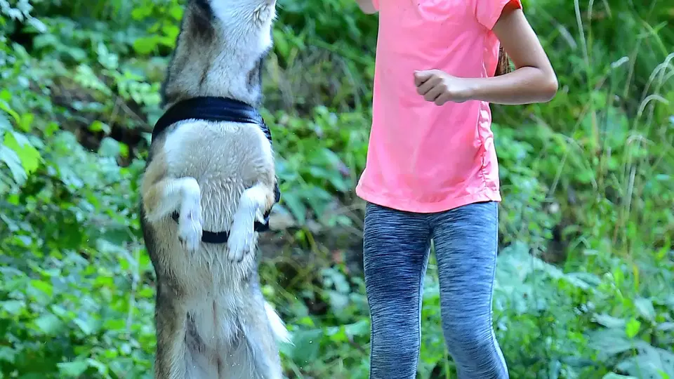 Mädchen im pinken Shirt spielt mit einem aufrecht stehenden Hund auf einem Kiesweg im Wald.