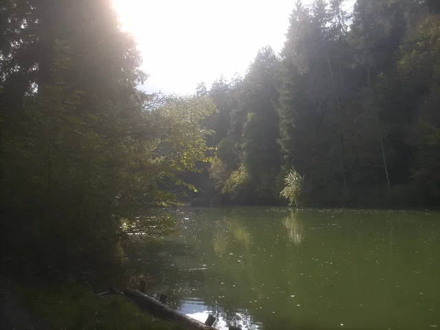 Seenlandschaft im Wald mit grünem Wasser und Sonnenlicht durch Bäume.