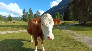6 Almabtriebe & Bauerntraditionen rund um die Zugspitze 2026