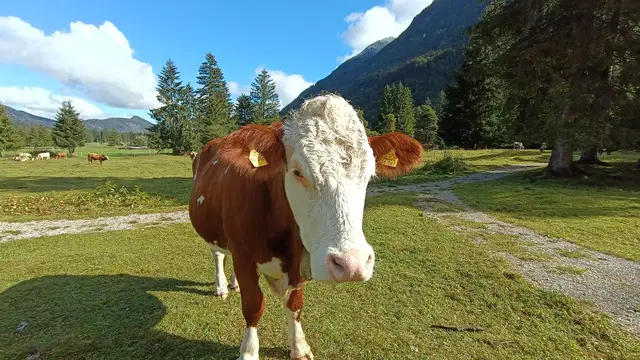 6 Almabtriebe & Bauerntraditionen rund um die Zugspitze 2026