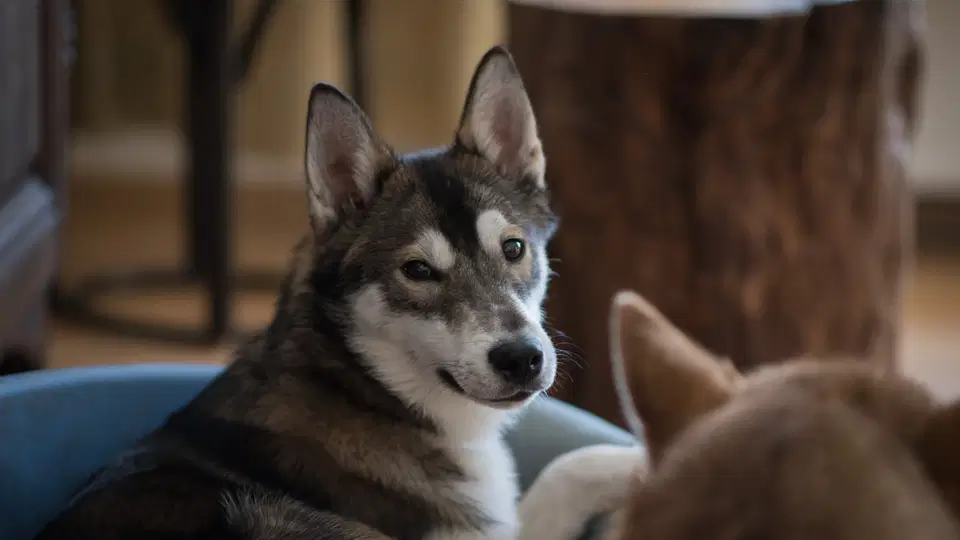 Husky liegt in einem blauen Hundebett im Innenraum; ein zweiter Hund ist im Vordergrund zu sehen.