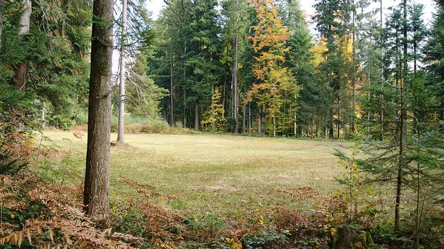 Waldlichtung mit freier Grasfläche, umgeben von Bäumen