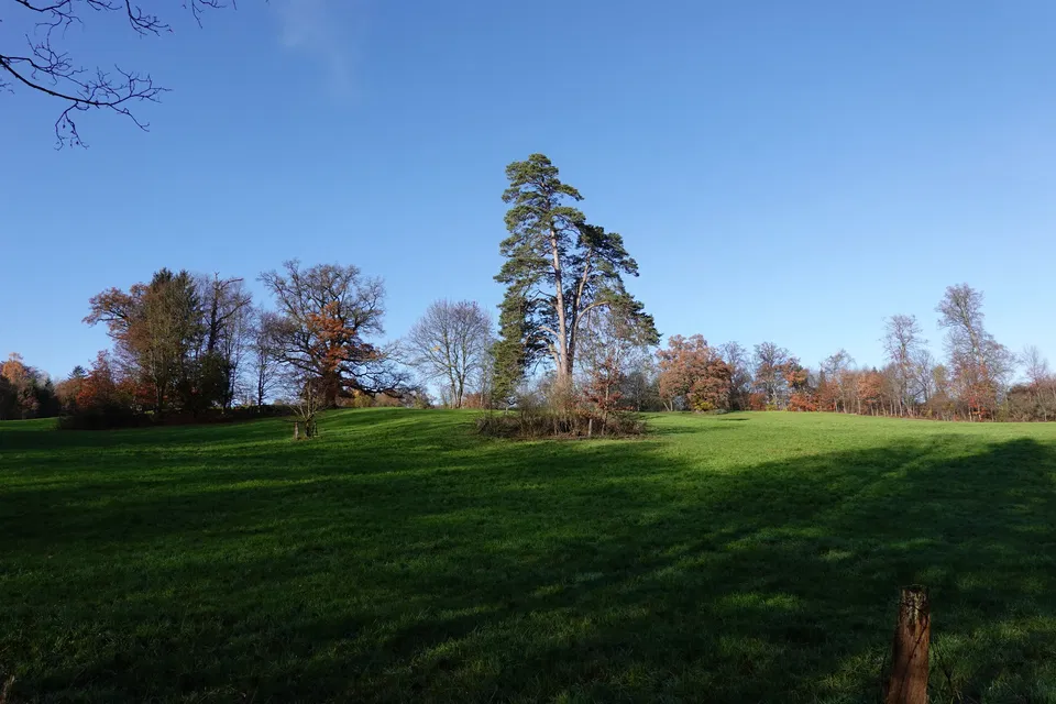 Bernrieder Park – Alte Bäume am Starnberger See