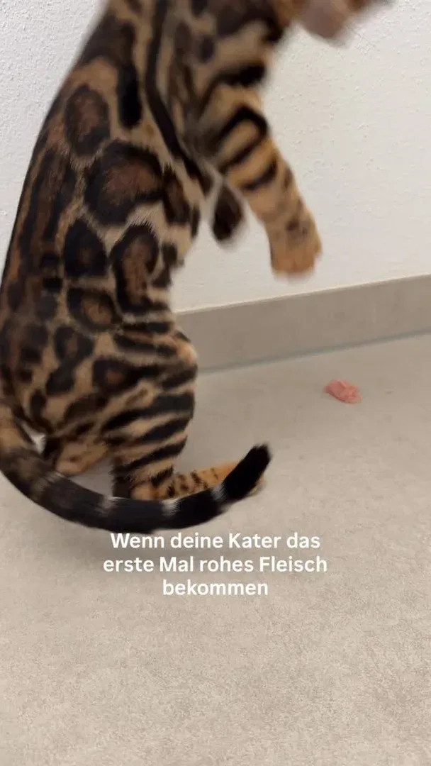 Schmeckt 😂🐆