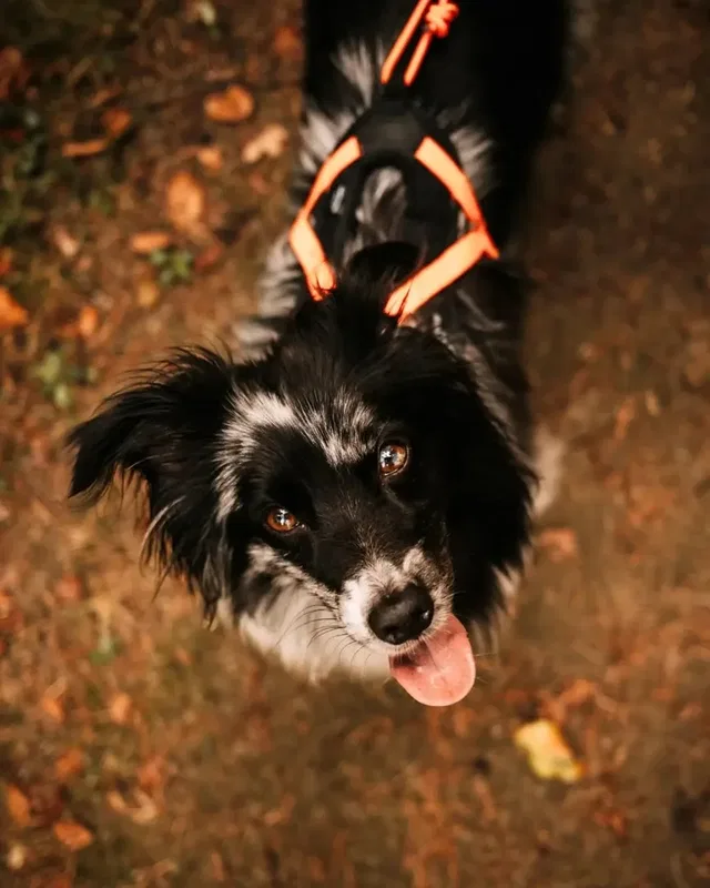 Werbung | Kooperation mit Non-stop Dogwear
Die Temperaturen werden kühler – und 